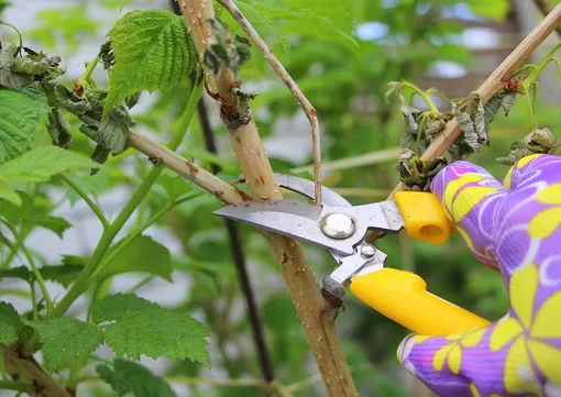 Обрезка обычной малины Обрезка обычной малины