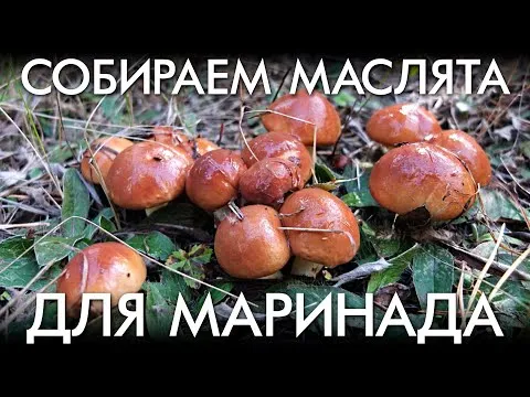 Нажми и смотри