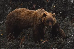 Женщина голыми руками отбила собак от медведя, просто посмотрите на это!
