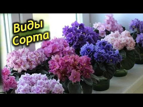 Нажми и смотри