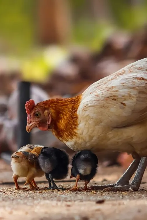 Меган Маркл спасла больного цыплёнка Меган Маркл спасла больного цыплёнка