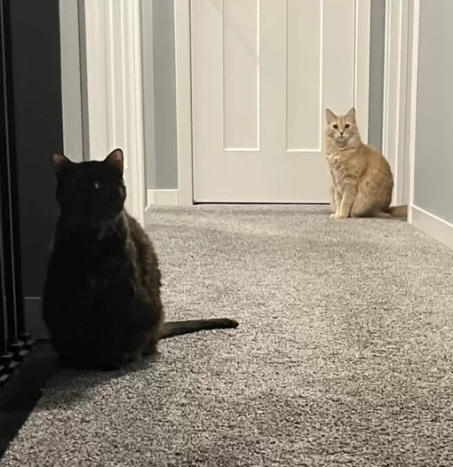 кошки играют кошки играют