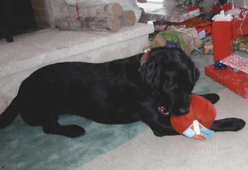 щенок черного лабрадора