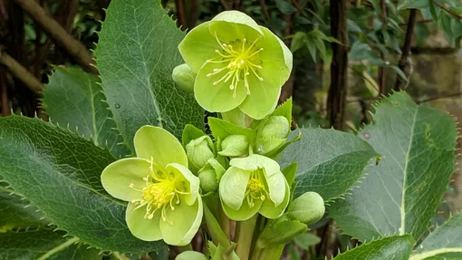 Морозник корсиканский (Helleborus argutifolius/corsicus) Морозник корсиканский (Helleborus argutifolius/corsicus)