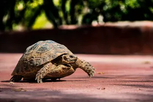 В Турции водитель остановил трамвай, чтобы помочь застрявшей черепахе