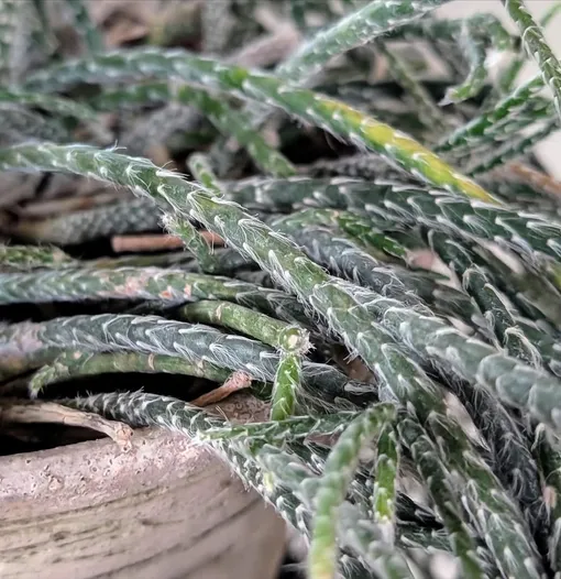 Марта Стюарт назвала неприхотливые растения, которые украсят дом зимой