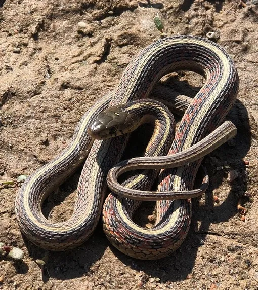 От яда африканской подвязочной змеи антидота нет