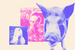 «Моя лечебная хрюша»: как хряк-терапевт помог женщине восстановиться после травмы