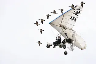 Орнитолог на дельтаплане помогает гусям-сиротам попасть на юг Орнитолог на дельтаплане помогает гусям-сиротам попасть на юг