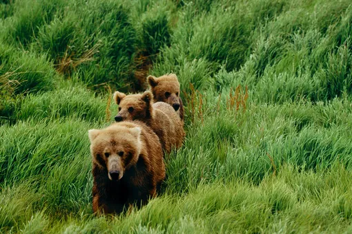 Зрелище каких мало: мама-медведица привела детенышей поплавать в бассейне Зрелище каких мало: мама-медведица привела детенышей поплавать в бассейне