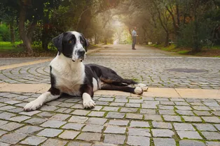 Просто любит свободу: бродячий пёс месяцами избегал людей, но поверил доброте Просто любит свободу: бродячий пёс месяцами избегал людей, но поверил доброте