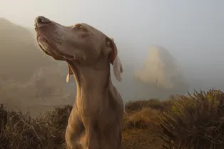 Хозяин отчаялся найти пса, но чуткий нос отыскал его на волосок от смерти Хозяин отчаялся найти пса, но чуткий нос отыскал его на волосок от смерти