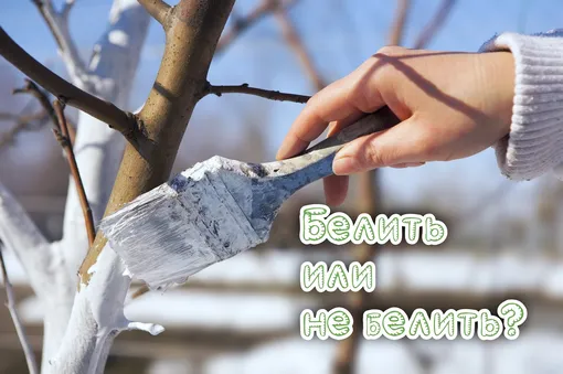 Как защитить ствол и кору плодовых деревьев от растрескивания Как защитить ствол и кору плодовых деревьев от растрескивания