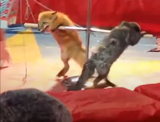 лисы челябинск лисы челябинск