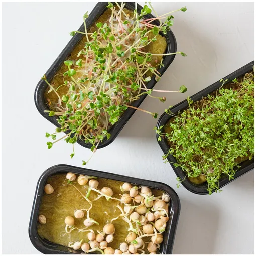 Набор для выращивания микрогрина