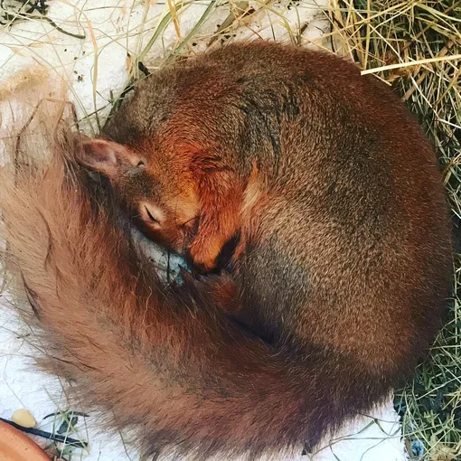 бельчонок бельчонок