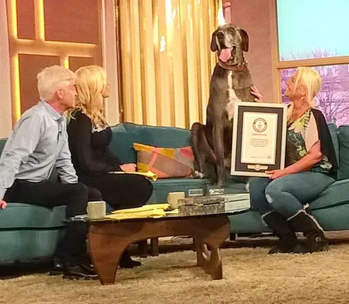 немецкий дог немецкий дог