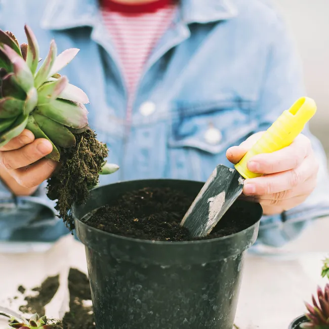 Дайте отцвести: все хитрости пересадки комнатных растений от опытного флориста