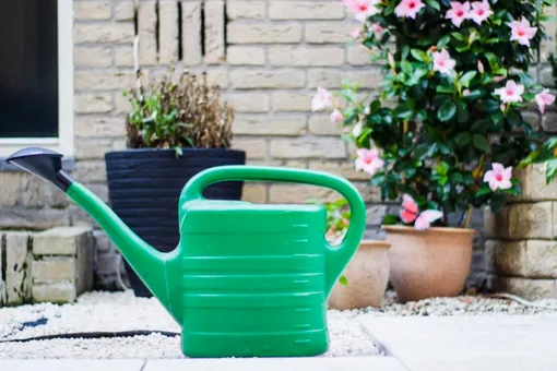 Секретный ингредиент: как в жару заставить растения цвести пышным цветом Секретный ингредиент: как в жару заставить растения цвести пышным цветом