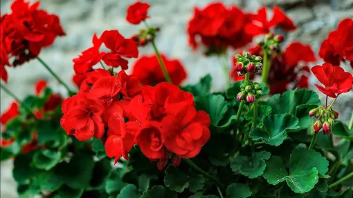 3-компонентное удобрениедля цветущей герани 3-компонентное удобрениедля цветущей герани