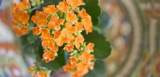 Оптимальные условия во время цветения каланхоэ Блоссфельда