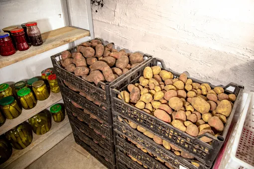 Картофель Картофель