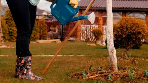 Какие деревья и кустарники обязательно поливать в ноябре