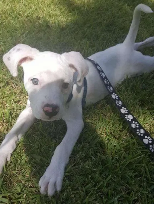 глухую собаку не хотят забирать из приюта глухую собаку не хотят забирать из приюта