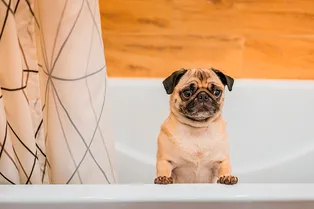 Я бы туда – ни ногой! Мопс пытается утешить хозяйку, которая купается в ванной