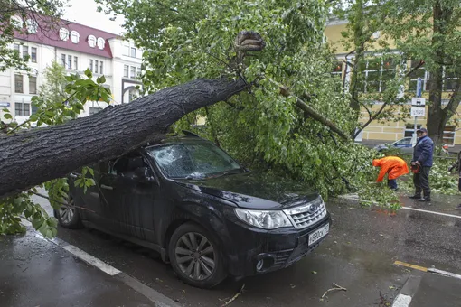 Из-за сильных шквалов ветра возможно падение деревьев