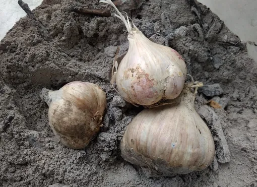 Обеззараживание чеснока зольным щёлоком