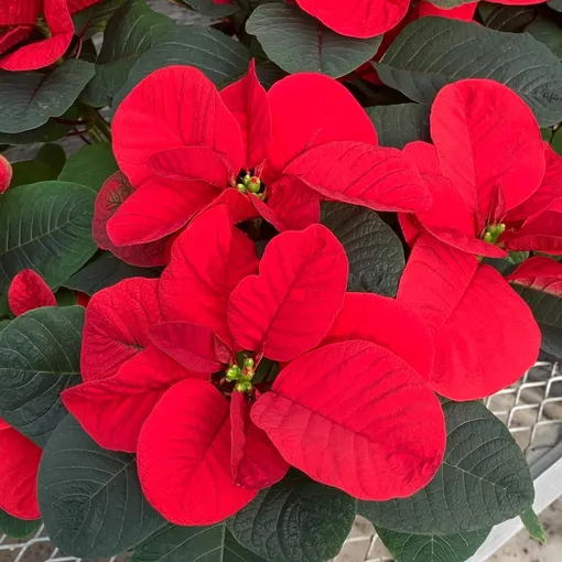 пуансеттия что за цветок