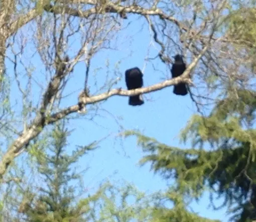 вороны вороны