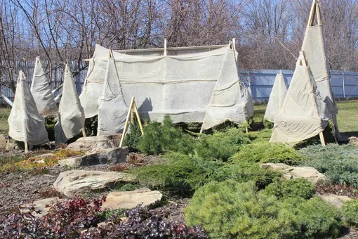 Проверьте воду и укрытия растений