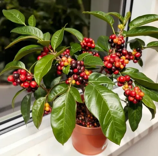 Ждём цветения и урожая кофе