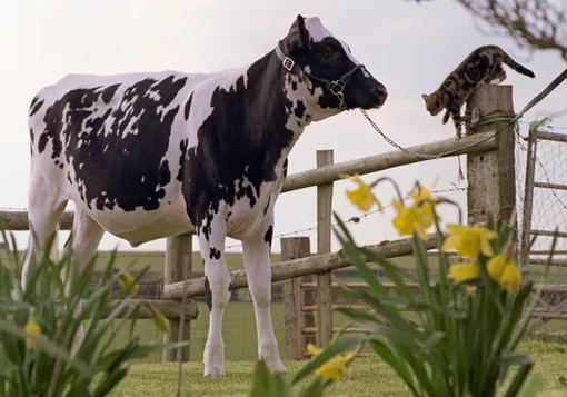 «Коровья шкура» в интерьере: как выглядит самый умный тренд 2026 года в дизайне помещений и кот