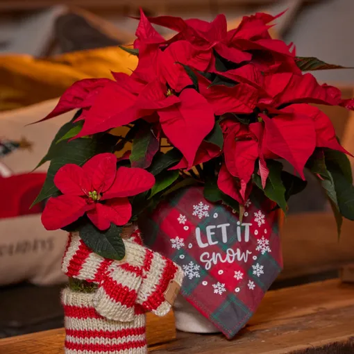 Пуансеттия