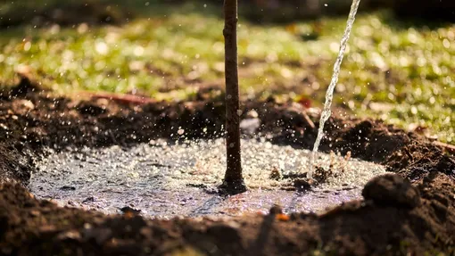 Что такое влагозарядковый полив и зачем он нужен