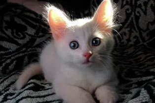 Девушка заплатила 340 тысяч рублей чтобы отдать котенка в приют