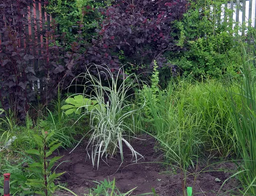 Пересадка и омоложение декоративных трав Пересадка и омоложение декоративных трав