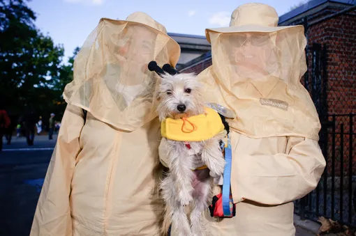 Собака, спасающая пчёл Собака, спасающая пчёл