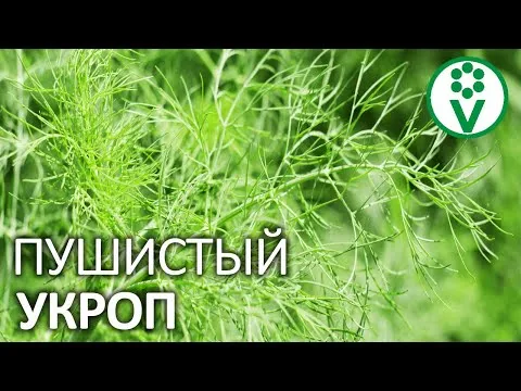 Нажми и смотри