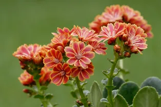 Цветок Левизия: посадка, уход и выращивание