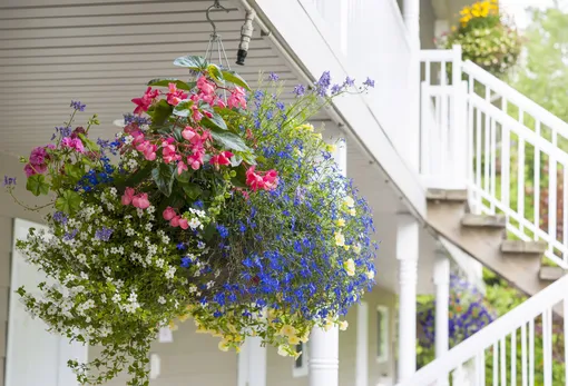 3 простых способа заставить цветы в подвесных кашпо пышно цвести всё лето