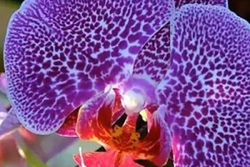 Экскурсии и мастер-классы в «Аптекарском огороде» Экскурсии и мастер-классы в «Аптекарском огороде»