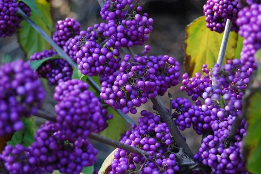 Красивоплодник