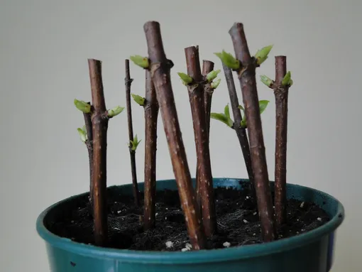 Как укоренять черенки гортензии Как укоренять черенки гортензии