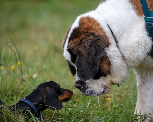 Как собаки приветствуют друг друга
