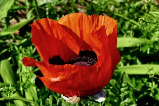 За какие цветы на даче владельцу может грозить уголовная ответственность За какие цветы на даче владельцу может грозить уголовная ответственность