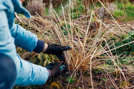 Стрижка декоративных трав после зимы Стрижка декоративных трав после зимы